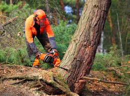 Best Leaf Removal  in Liberty, MO